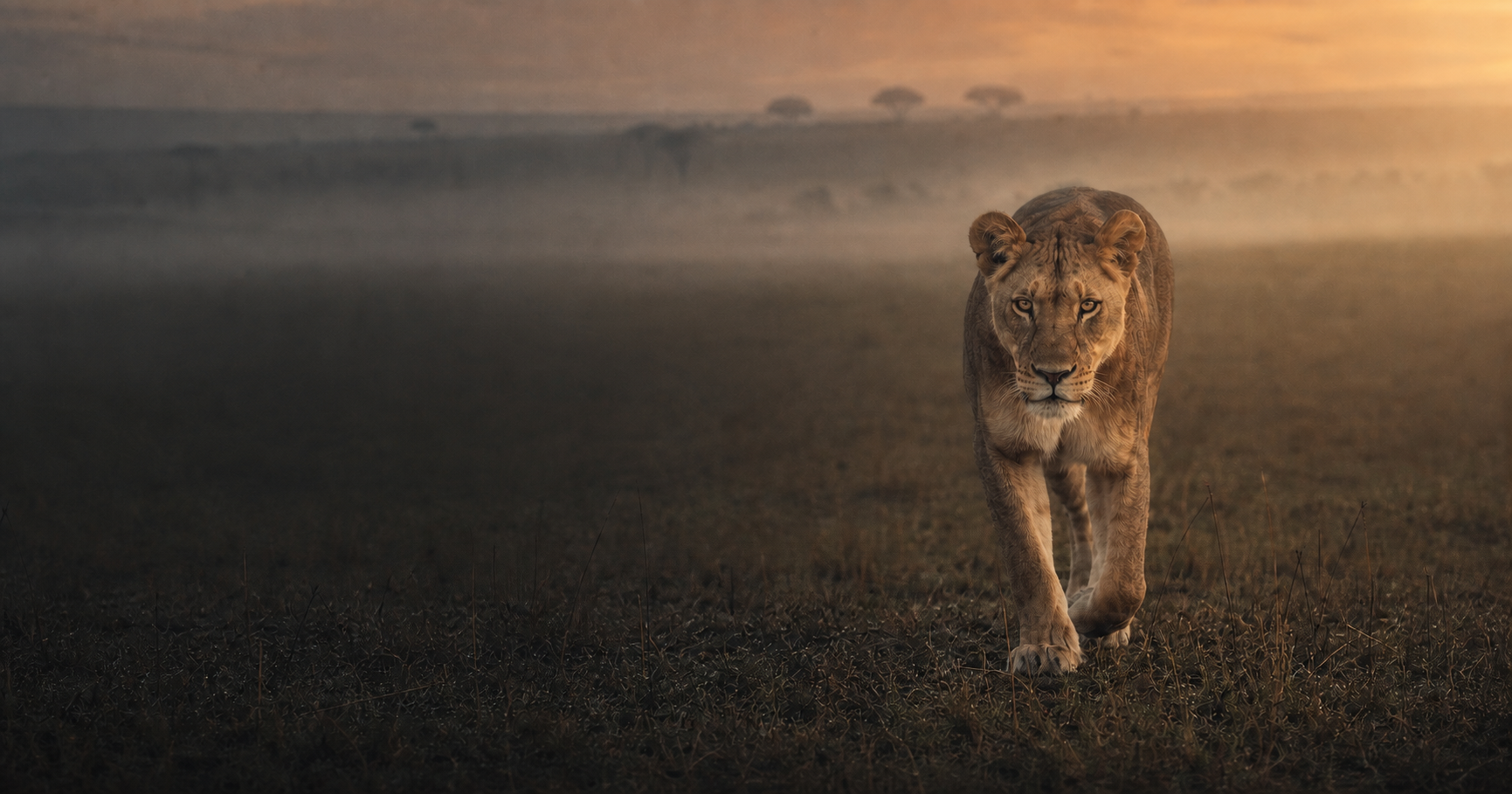 A lioness walking across the savannah at first light.